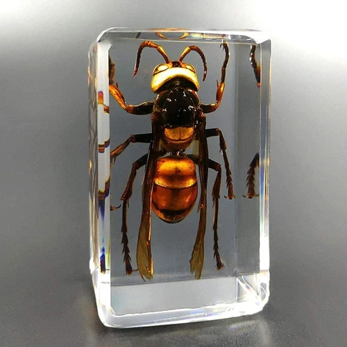 Insect Resin Real Asian Giant Hornet Insect Paperweight Taxidermy Specimen - Picture 1 of 4