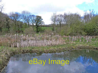 Photo 6x4 One of the Amphibian Ponds, Washington Wetland Centre At the ea c2014