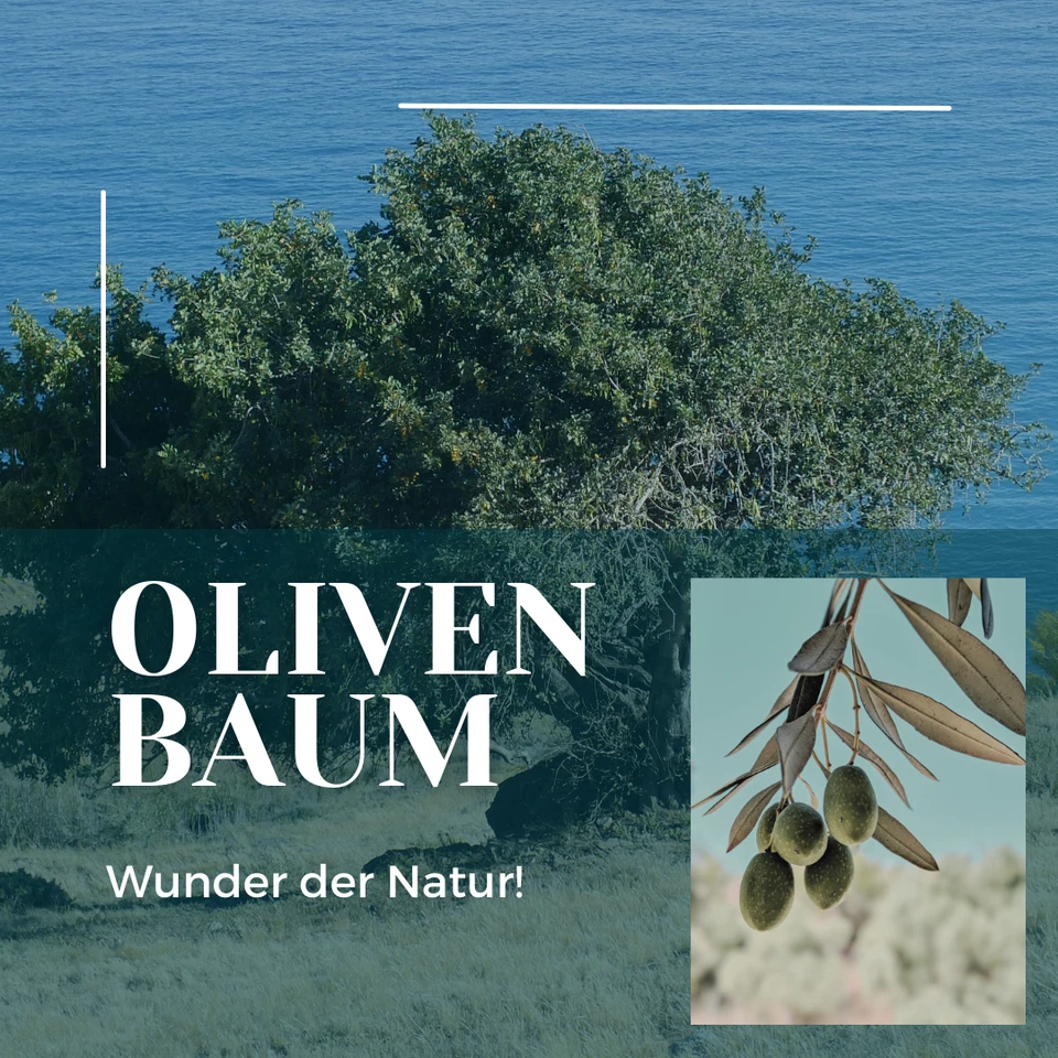 Olivenblatt Extrakt 180 Kapseln 50% Oleuropein Vegan 700mg Olive Leaf Halal - Bild 4 von 4