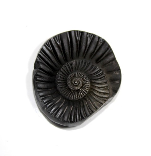 Auspicious Sampurna Sudarshan Shaligram Wt-61 gram  Size 2.00 inch - Bild 1 von 4