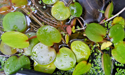 LIMNOBIUM 0 grenouillettes no pistia plante flottante aquatique aquarium/bassin  | eBay