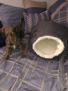 dog bed small breed