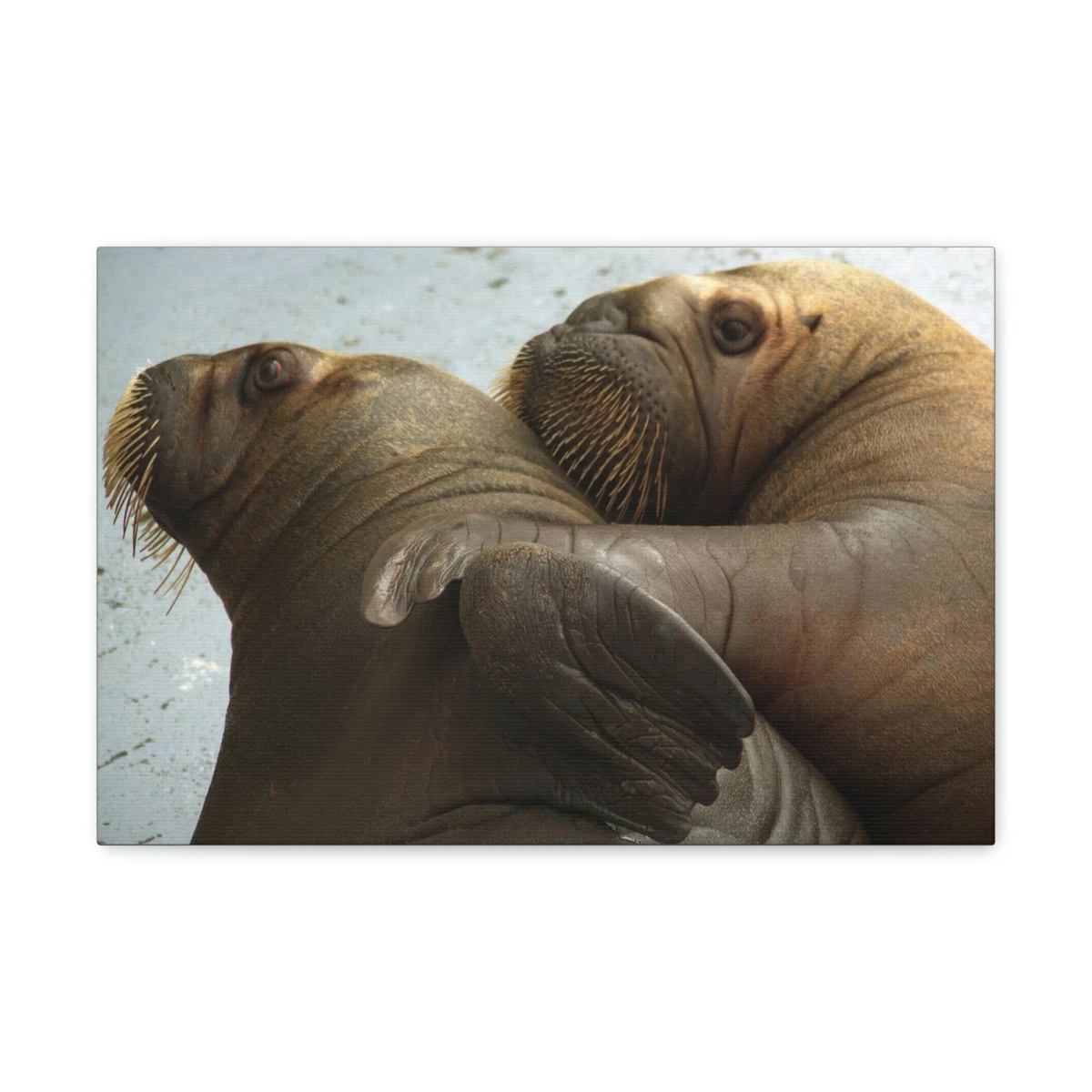 Funny Walrus Silly Walrus Couple Wall Art Ready To Hang Unframed | eBay