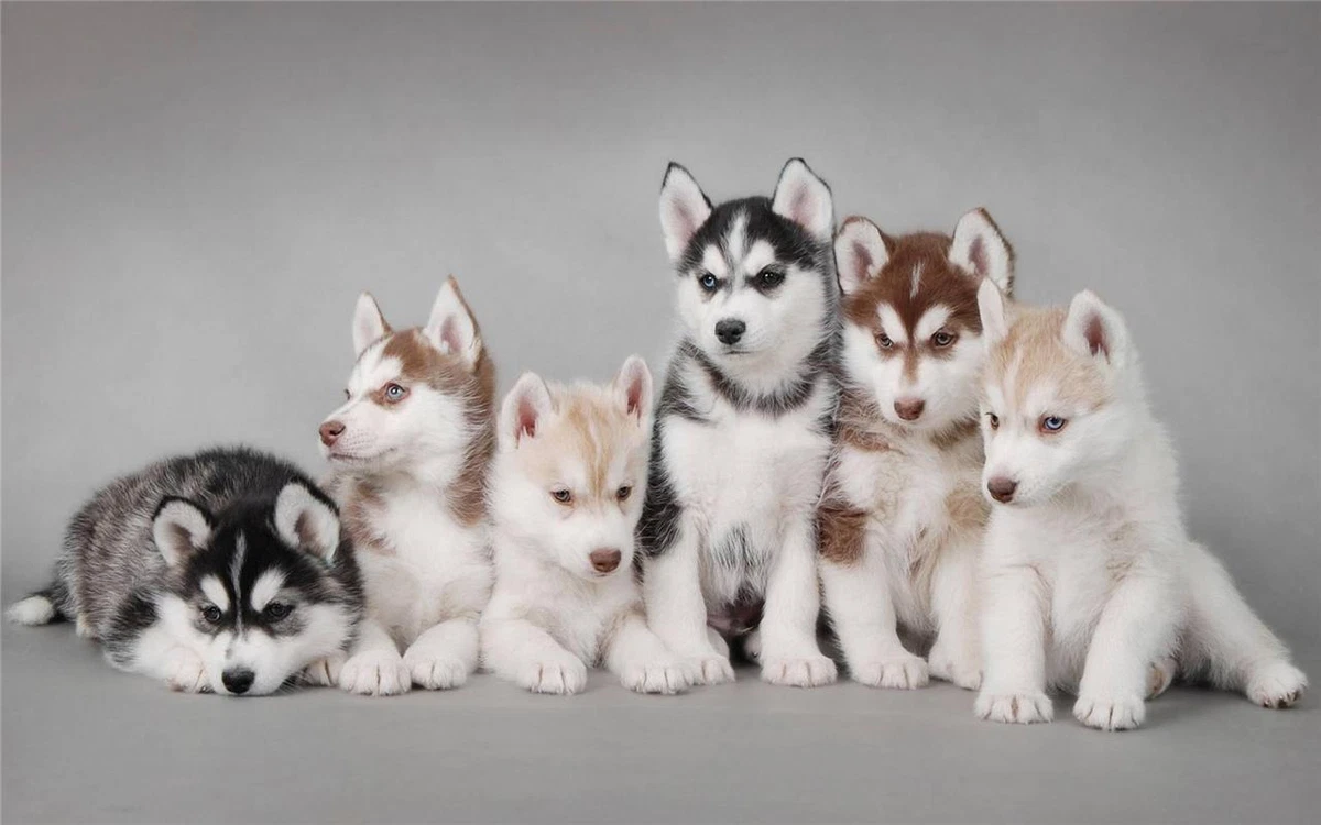 really cute baby husky puppies