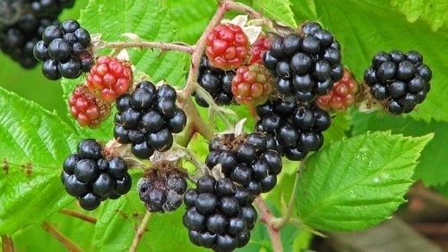 Blackberry Variety Pack - 4 Live Starter Plants - For Your Edible Garden