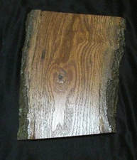 LIVE EDGE OAK  TAXIDERMY HEAD MOUNTING PLAQUE  MEASURES 11" X 9"