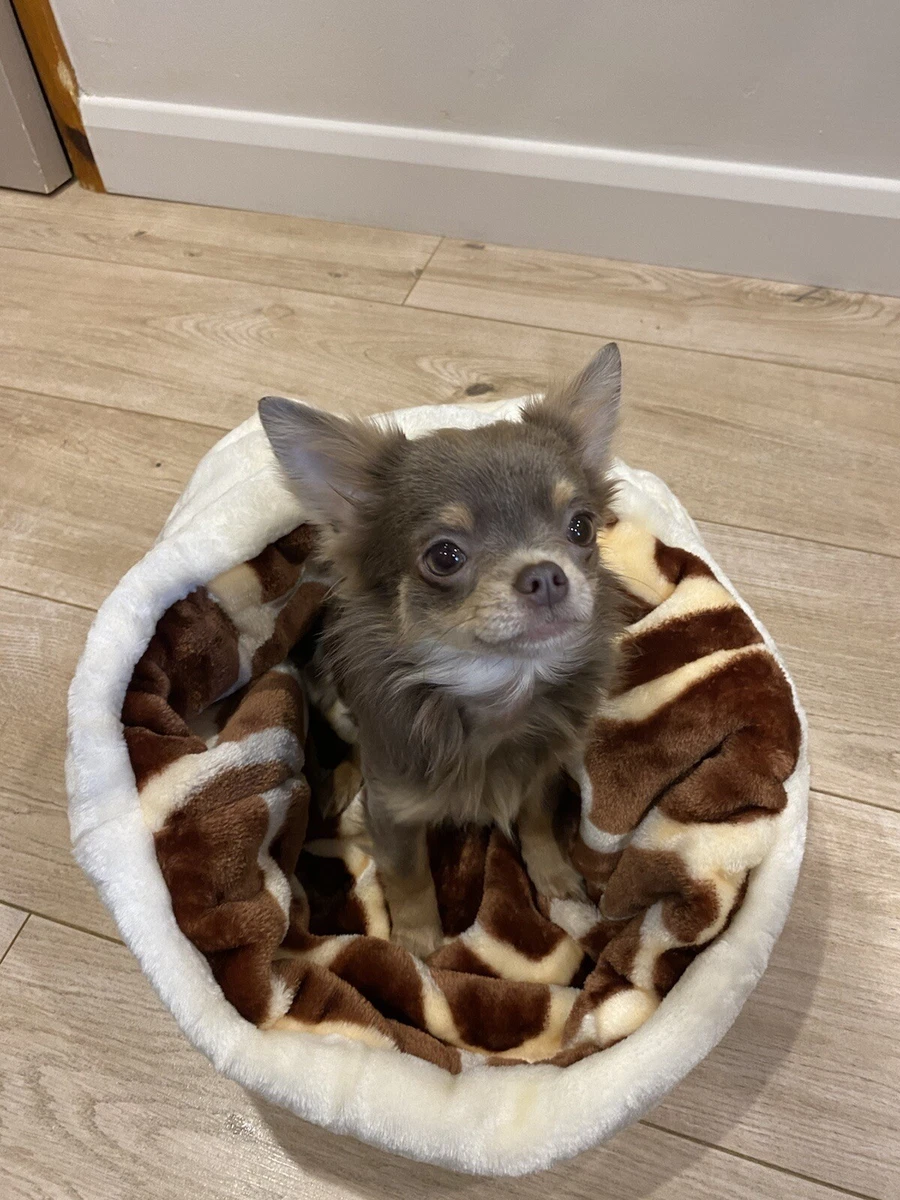 Chihuahua clearance snuggle sack