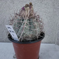 Medium Devil's Head Cactus Echinocactus Horizonthalonius