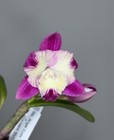 NEW! Unreleased 2027 Cattleya (Slc. Angel Eyes x Slc. Warpaint) SVO 11503 — photo 3