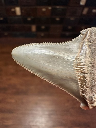 SCHARFER 1,5" Angustidens Haizahn South Carolina Edelstein Fossil Megalodon Ära S.C.