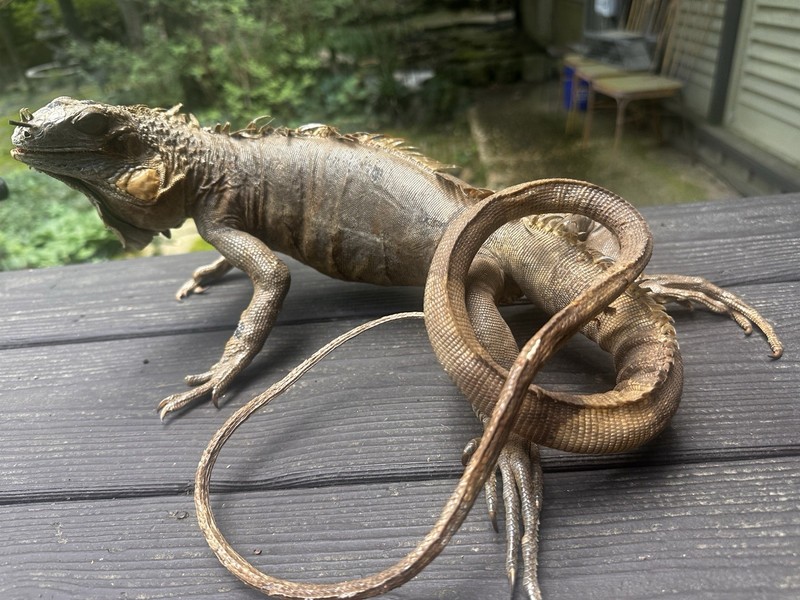 Vintage Green Iguana Full Body Taxidermy Mount | Striking Display Pose 3’