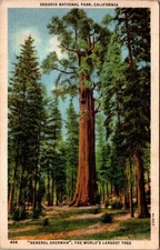 Vintage Sequoia National Park General Sherman Tree Linen Postcard CA