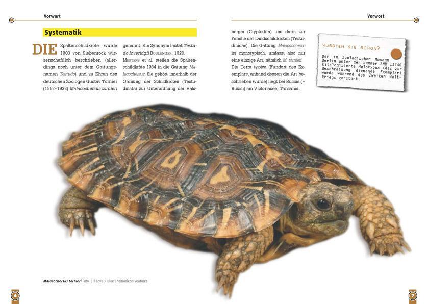 Thumbnail - Die Spaltenschildkröte Manfred Rogner