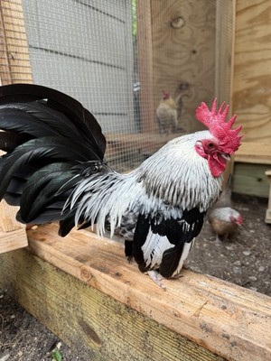 Kikiriki Azteca Hatching Eggs 6+ Micro Mexican Hen Rooster Mini Giro