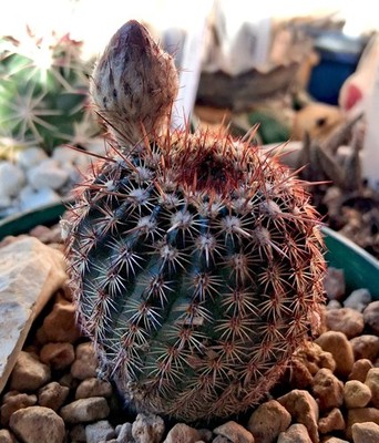 Notocactus Rutilans - warm spines, radiant blooms, and effortless charm
