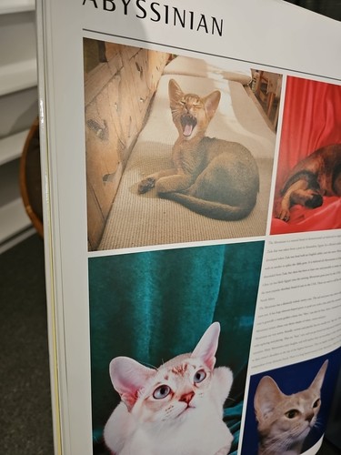 Cats Alice Buckland Oversized Book 24x17 Breeds Pictures Feline - Picture 7 of 10