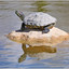 Turtle Mountain Outfitters