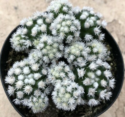 Mammillaria Vetula Subsp. Gracilis 'Arizona Snowcap', Comes in a 3.5" pot |  eBay