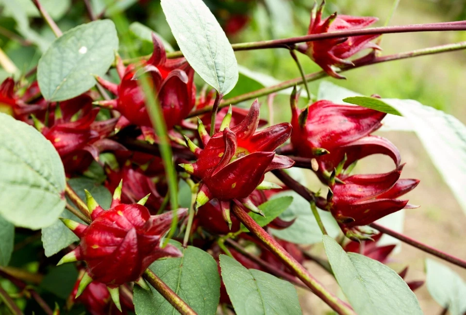 Red Roselle Starter Plant - 8in Tall - 4in Pot - Hibiscus Sabdariffa - Image 2 of 4