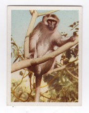 South African National Parks #76 Vervet Monkey