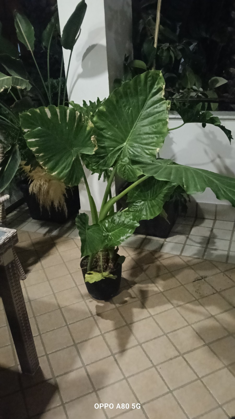 Alocasia Macrorrhiza .