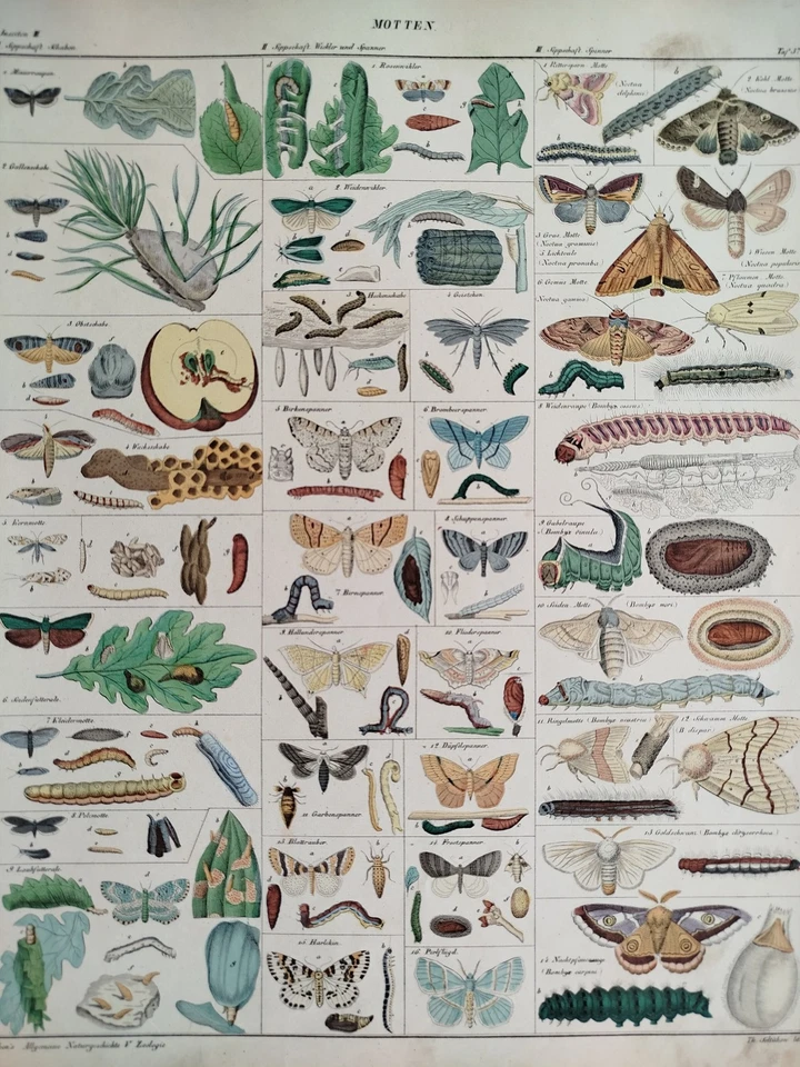 Insekten Falter Motten Raupen- Oken Großer Originaldruck Koloriert  Folio - 1843 - Bild 2 von 2