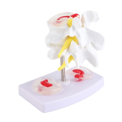 Detailed Human Spine Model For Art Sketches ZXS