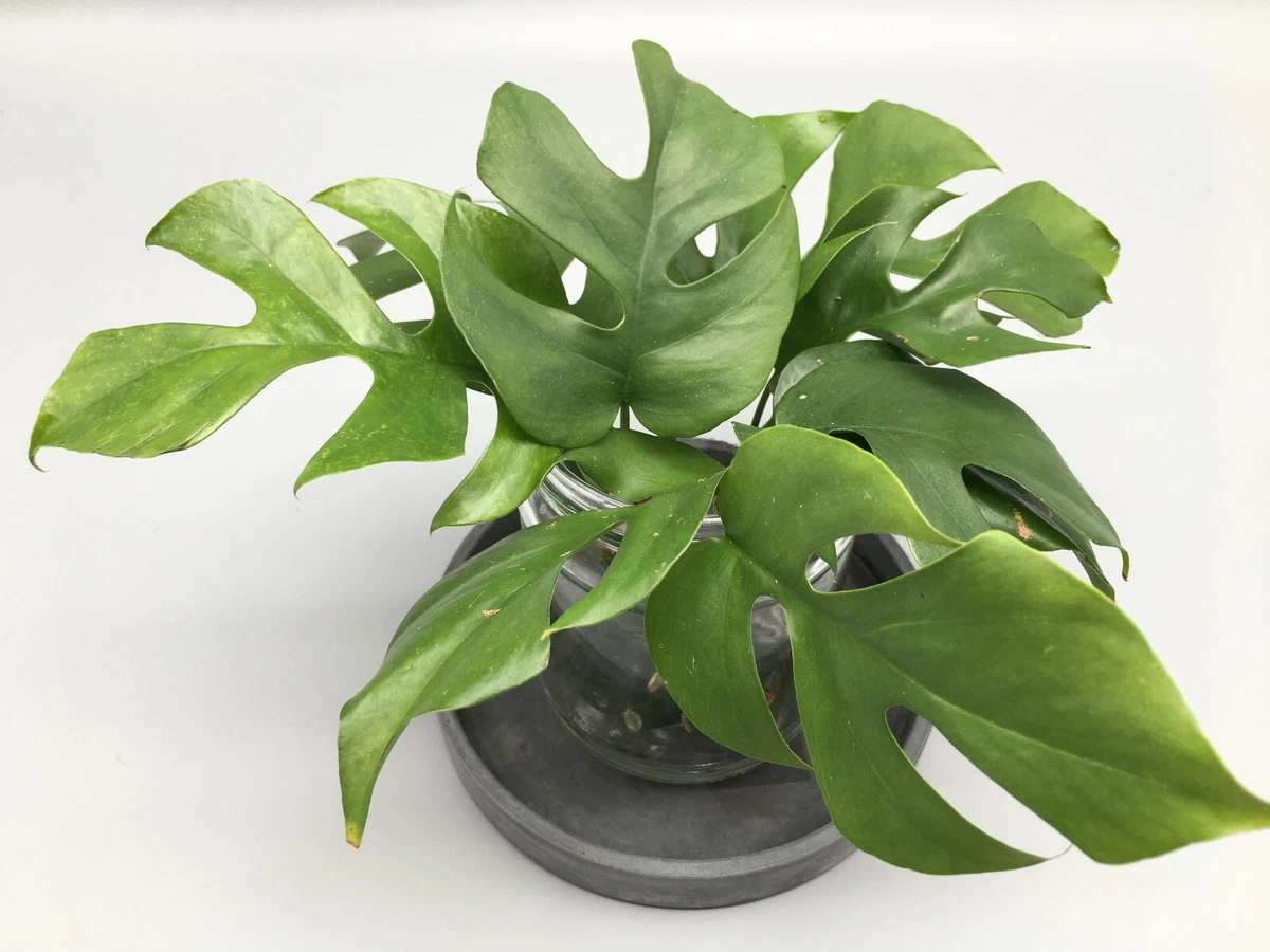 Monstera Stecklinge Pflanzen, Zimmerpflanzen online kaufen | eBay