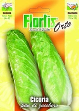 مقتنيات FLORTIS CHICORY
