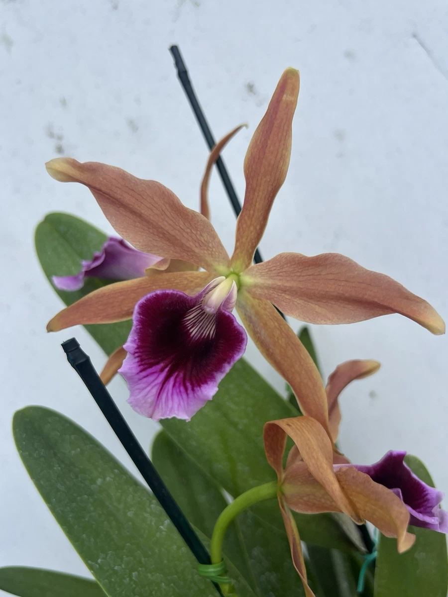 Laelia Orchids for sale | eBay