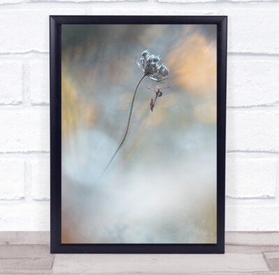 Makro Gottesanbeterin betend weich Bokeh Blume Sommer Garten Unschärfe verschwommen Wandkunstdruck