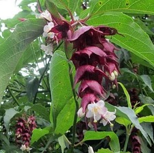 BULK, Himalayan Honeysuckle bush 1000 seeds hardy perennial, mariesgreengarden