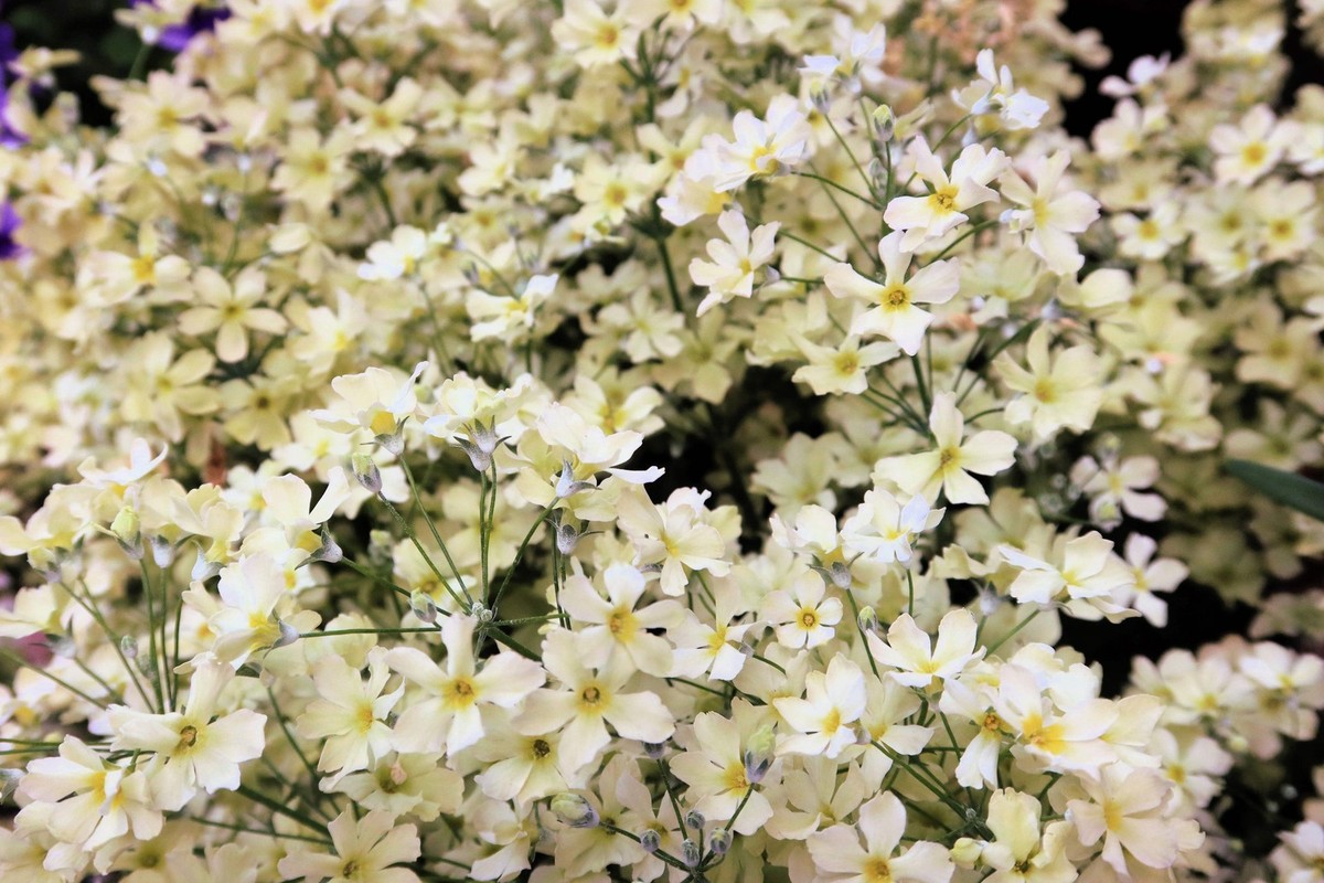 美品 gypsophila Floret Pants / White Amazon.com : Outsidepride Gypsophila White Baby's Breath