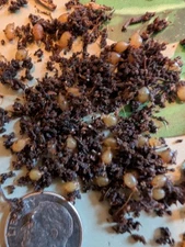 50 Louisiana Swamp worm Cocoons (Dendrobaena Veneta) -Ships FREE Starter Colony