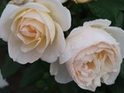 Bild 2 von 4