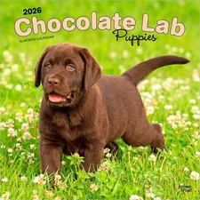 Chocolate Labrador Retriever Puppies | 2026 12x24" (Hanging) Wall Calendar
