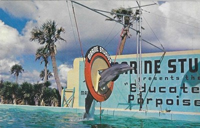 Vintage Florida Chrome Postcard Marineland Marine Studios Porpoise Hoop