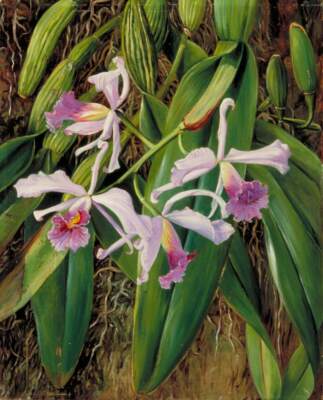 Marianne North Pink Orchid 1873 17''x 22'' Archival Art Print