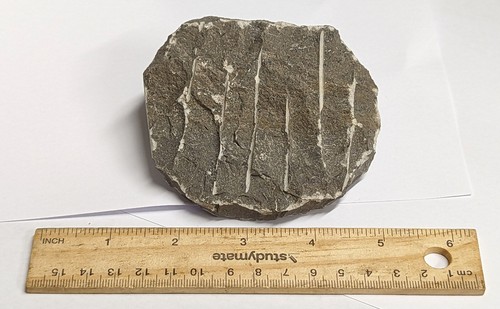 Devonian Age TRILOBITE Fossil From Morocco (#F4480) - Picture 4 of 5