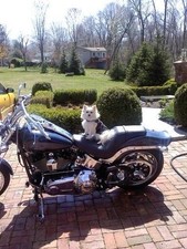 2008 Harley-Davidson Softail 