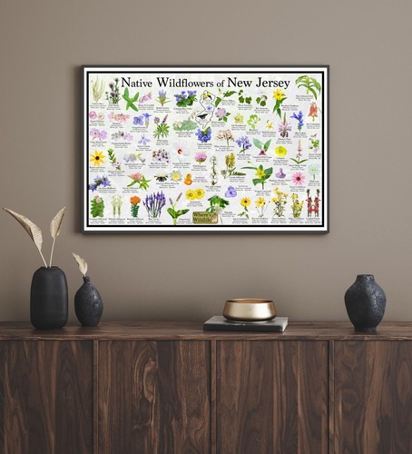 Póster de identificación de flores silvestres nativas de Nueva Jersey / Guía de identificación de flores - Imagen 5 de 6