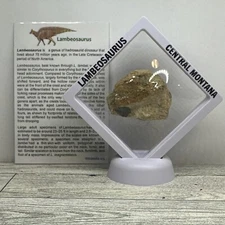 Lambeosaurus Extinct Hadrosaurid Dinosaur Bone Fossil in Display Case