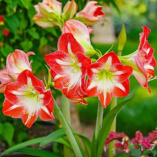 Easy to Grow Amaryllis Minerva Plant Bulb Indoor Outdoor