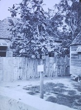 Breadfruit Tree, Bridgetown, Barbados, c1920's, Magic Lantern Glass Slide