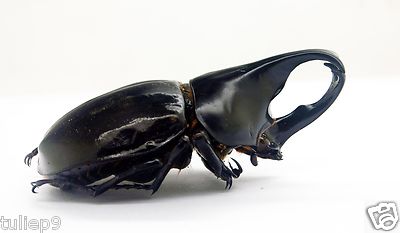 Dynastidae - Xylotrupes gideon sumatrensis (m) - Sumatra