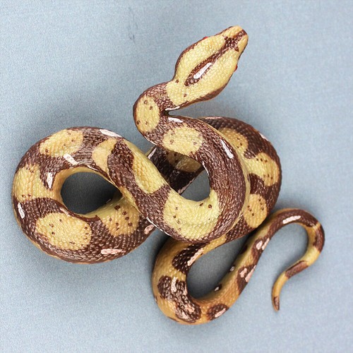 Fake Realistic Boa Snake Scary Toy Prank Party Joke Halloween Decor Props NEW - Picture 5 of 8