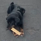 Video 1 di 1
