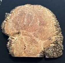 5A Lace Maple Burl, Live Edge, 17 Long, 17 Wide, 1 7/8 Thick, Dry