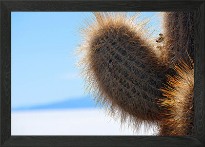 Kaktus im Salar de Uyuni Gerahmtes Wandbild Poster Leinwanddruck Bild