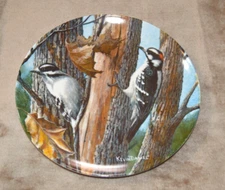 GW16 The Downy Woodpecker Plate Birds Kevin Daniel, Edwin Knowles Coll.